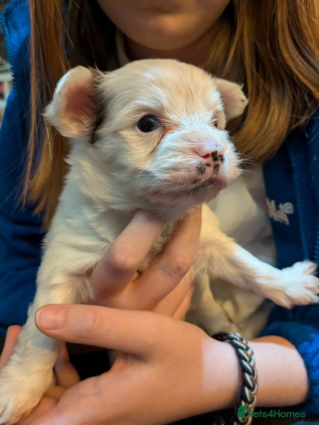 Biewer Terrier dogs for adoption: ❤️🐶 Sweet Pups Looking forResponsible Homes 🐶❤️ - Advert 12