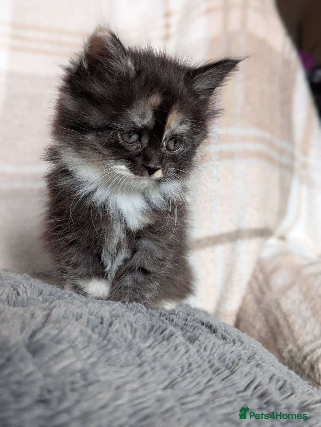 Maine Coon cats for sale: Maine coon X Persian kittens - Image 10