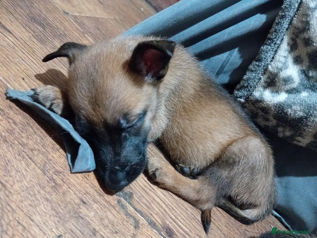 Belgian Shepherd Dog dogs for sale: Belgian malinois puppies for sale  - Image 22
