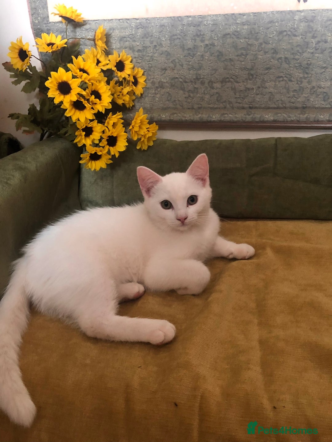 Persian cats for sale: Gorgeous Persian Cross Kittens  - Image 5