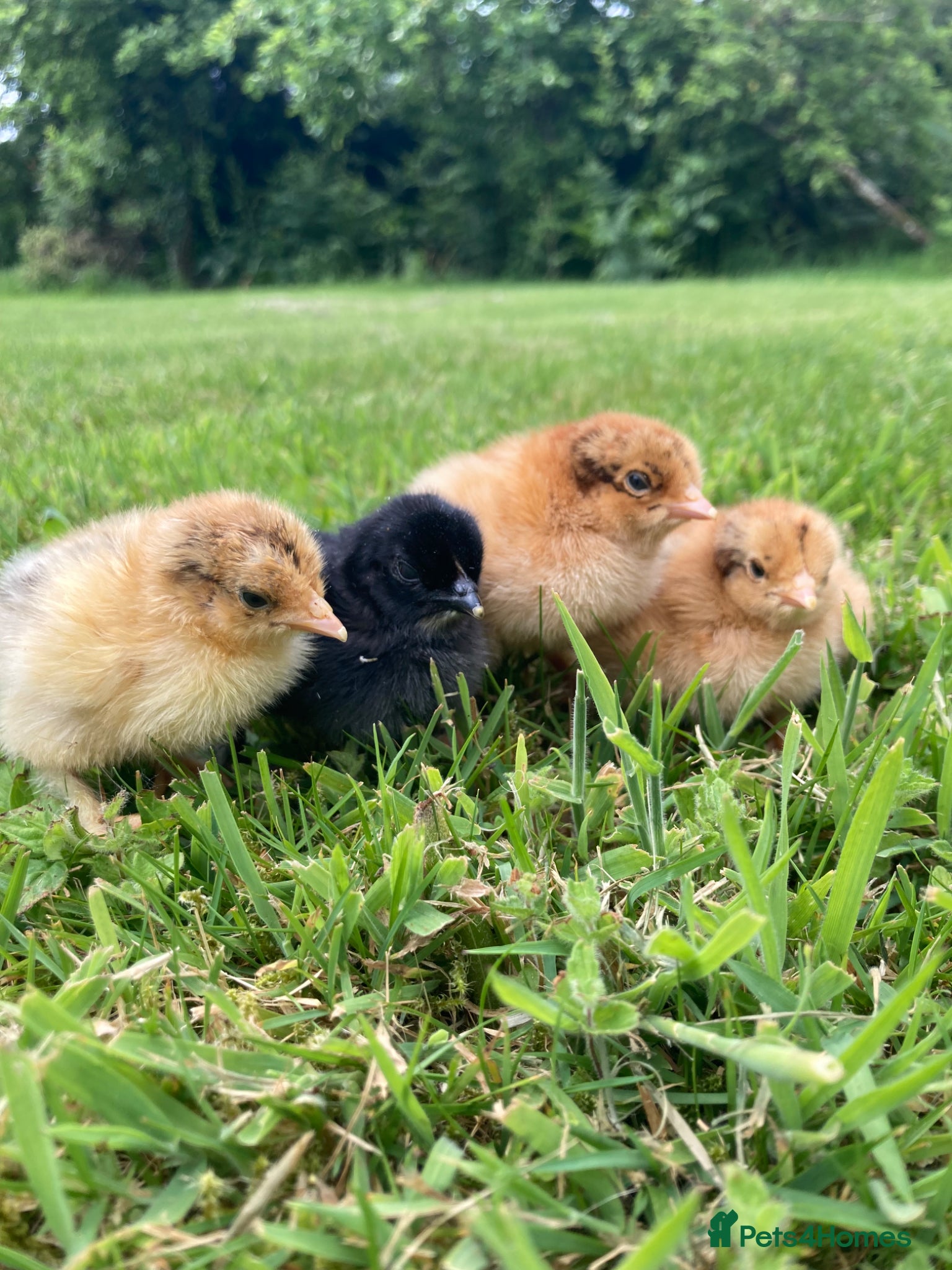 Chickens poultry for sale: 4 pekin/ pekin cross chicks available  in Chard - Advert 3