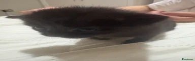 Bengal 6