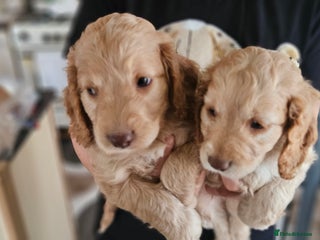 Cockapoo dogs Beautiful/healthy F1 cockapoo’s.5 girls🩷3 boys🩵 - Advert 3