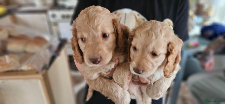 Cockapoo dogs - Advert 6