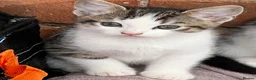 Mixed Breed cats for sale: Little kitten - Advert 3