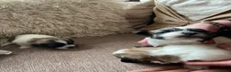 Zuchon dogs for sale: Bichon frise cross Shih Tzu  - Advert 10
