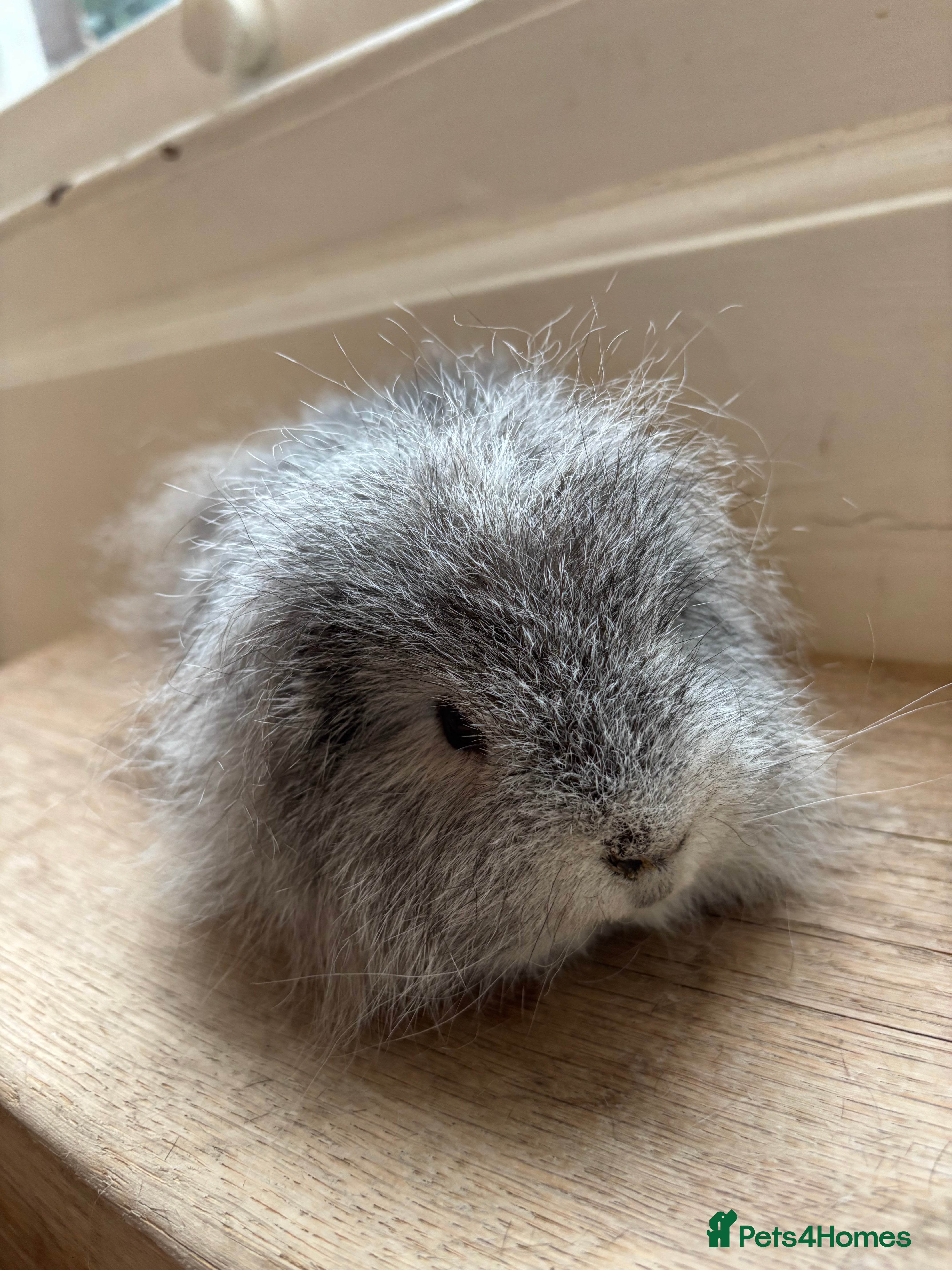 Guinea Pig rodents Swiss Boar 9 months and son - Advert 11