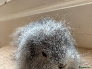 Guinea Pig rodents Proven Swiss Boar 9 months and son - Advert 1
