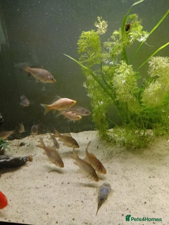 Goldfish fish in Chichester - Advert 19
