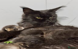 Maine Coon cats for sale: Chunky Russian Mainecoon cubs  - Image 4