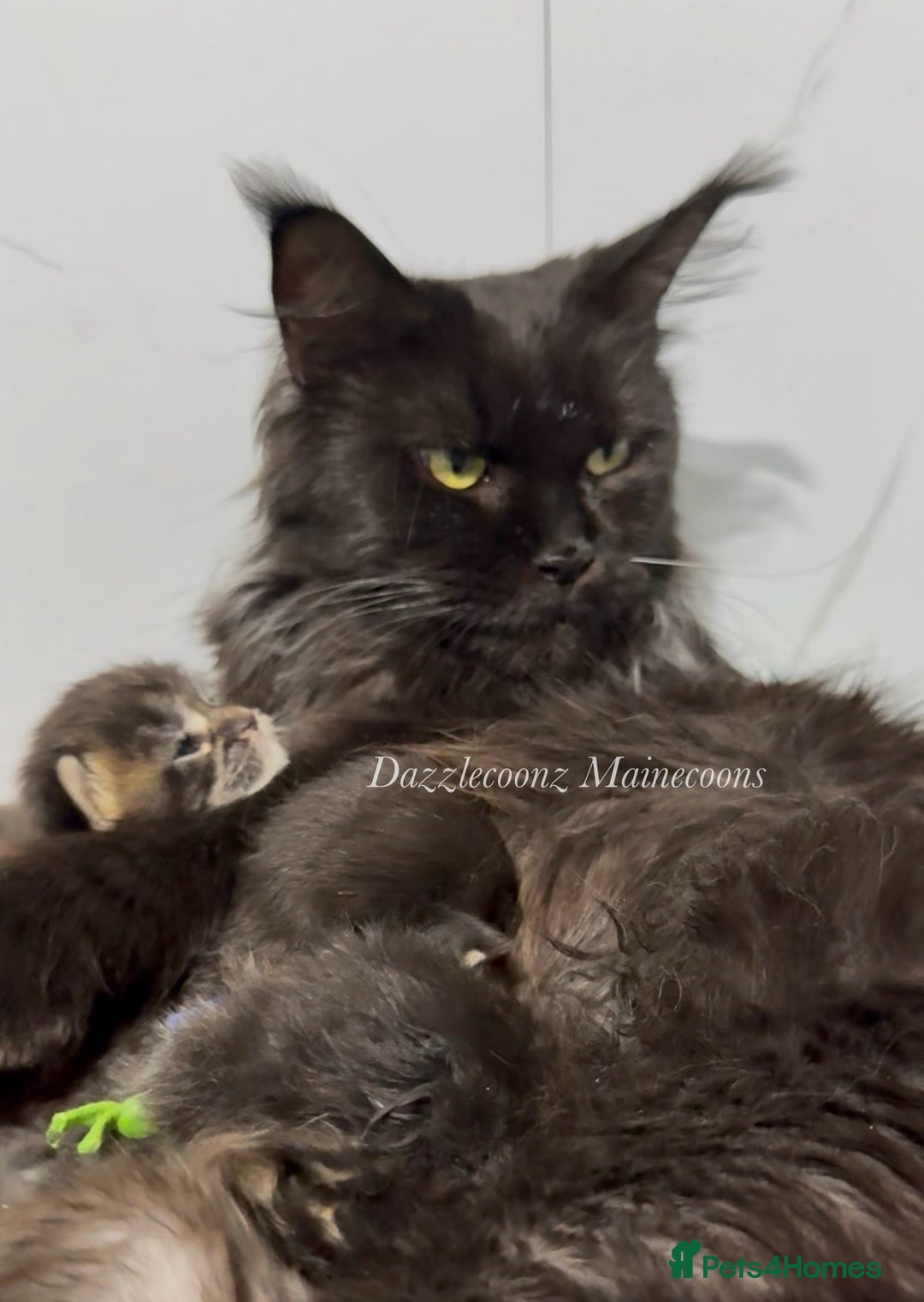 Maine Coon cats for sale: Chunky Russian Mainecoon cubs  - Image 4