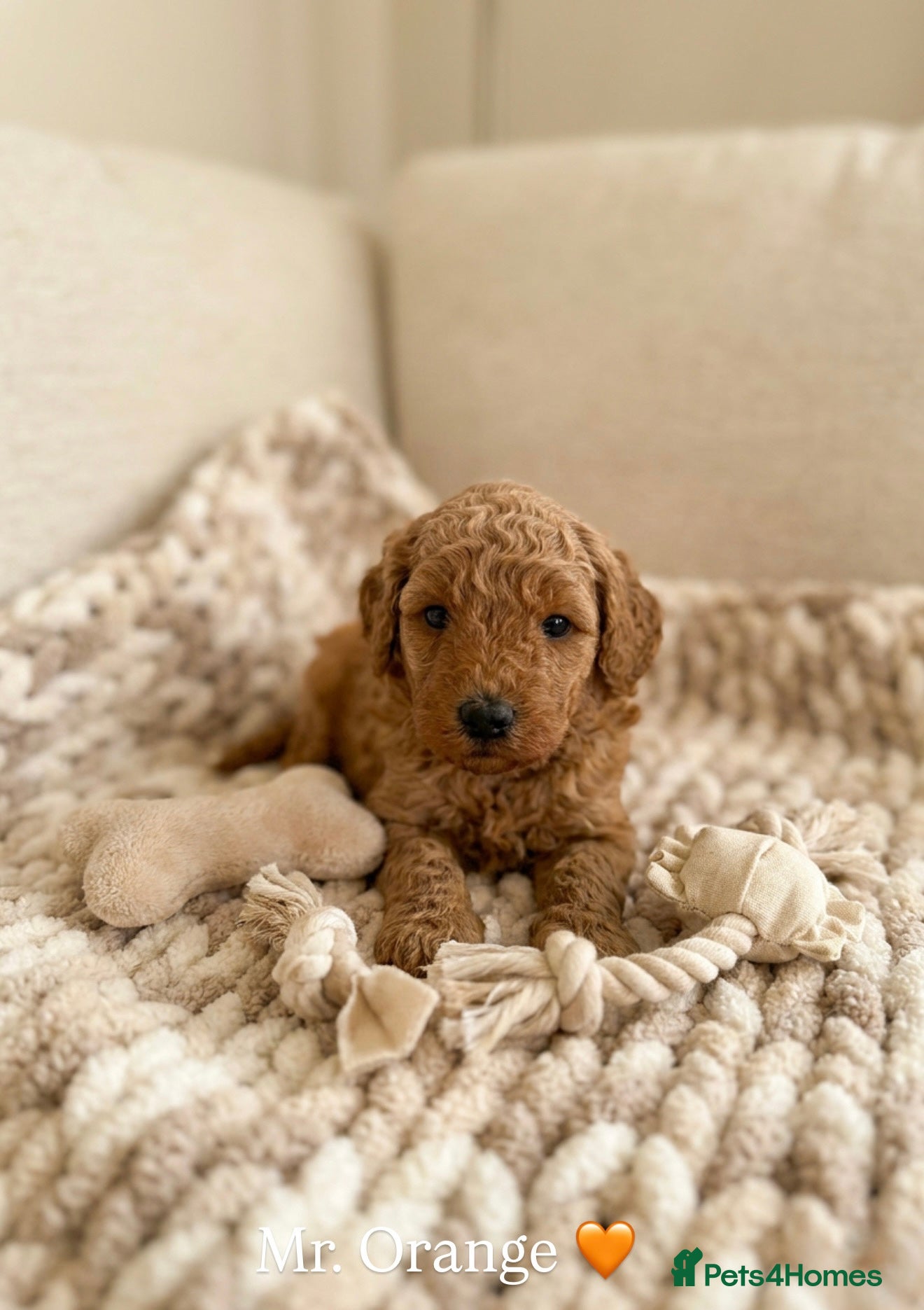 Australian Labradoodle dogs 🌟 Australian Labradoodle Puppies  🌟 - Advert 2