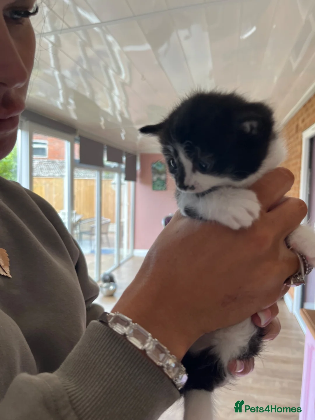 Mixed Breed cats for sale: Mixed breed kittens  - Advert 12