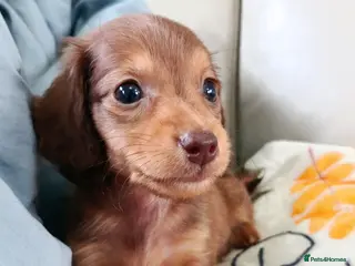 Dachshund dogs SHADED CREAM EXTRA MINI DAXIS PRA KC REG - Advert 6