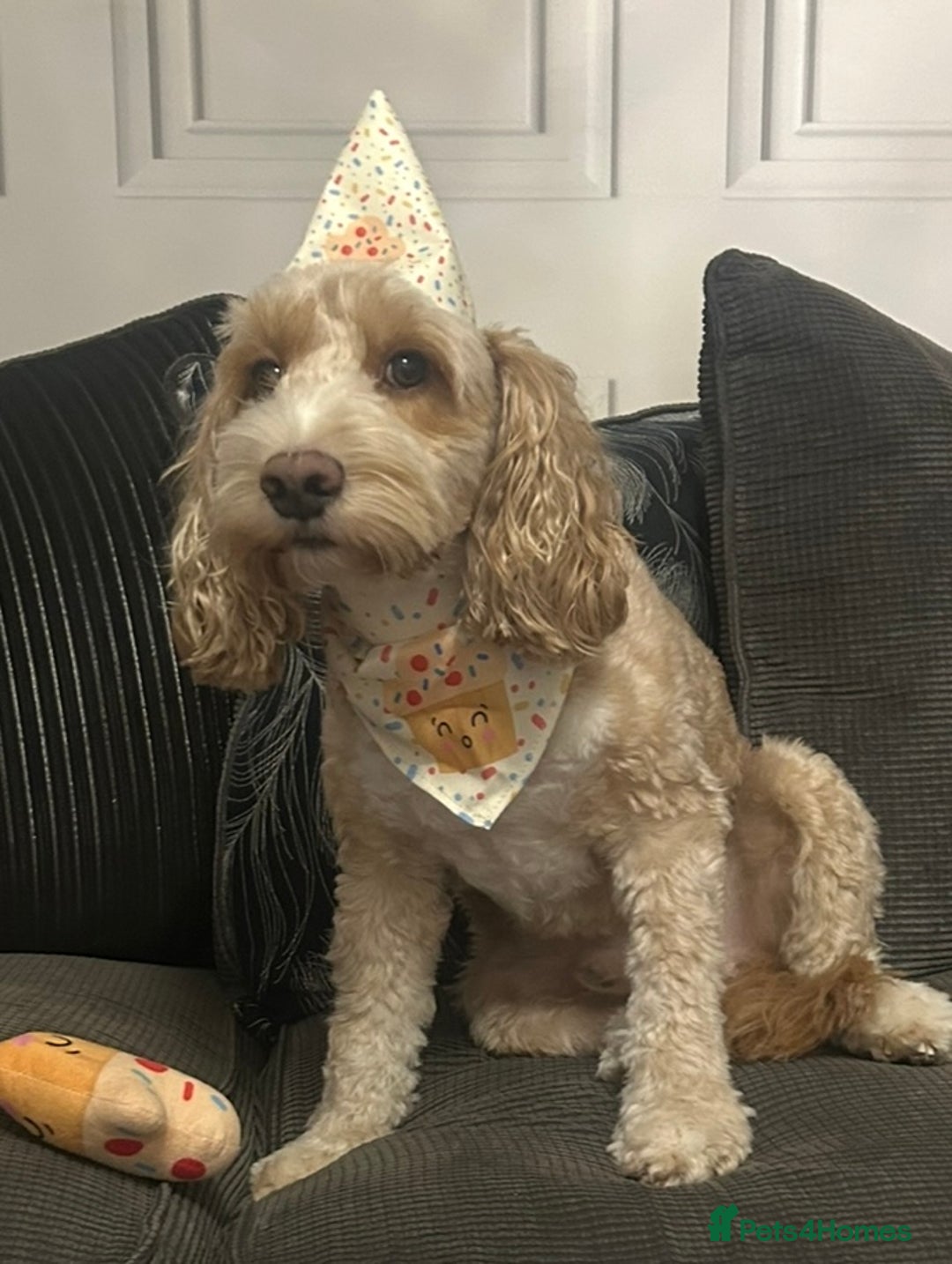 Cockapoo dogs for stud: F1 Cockapoo  - Advert 2