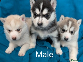 Siberian Husky dogs 6 beautiful Siberian Huskies - Advert 8