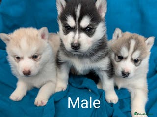 Siberian Husky dogs 6 beautiful Siberian Huskies - Advert 3