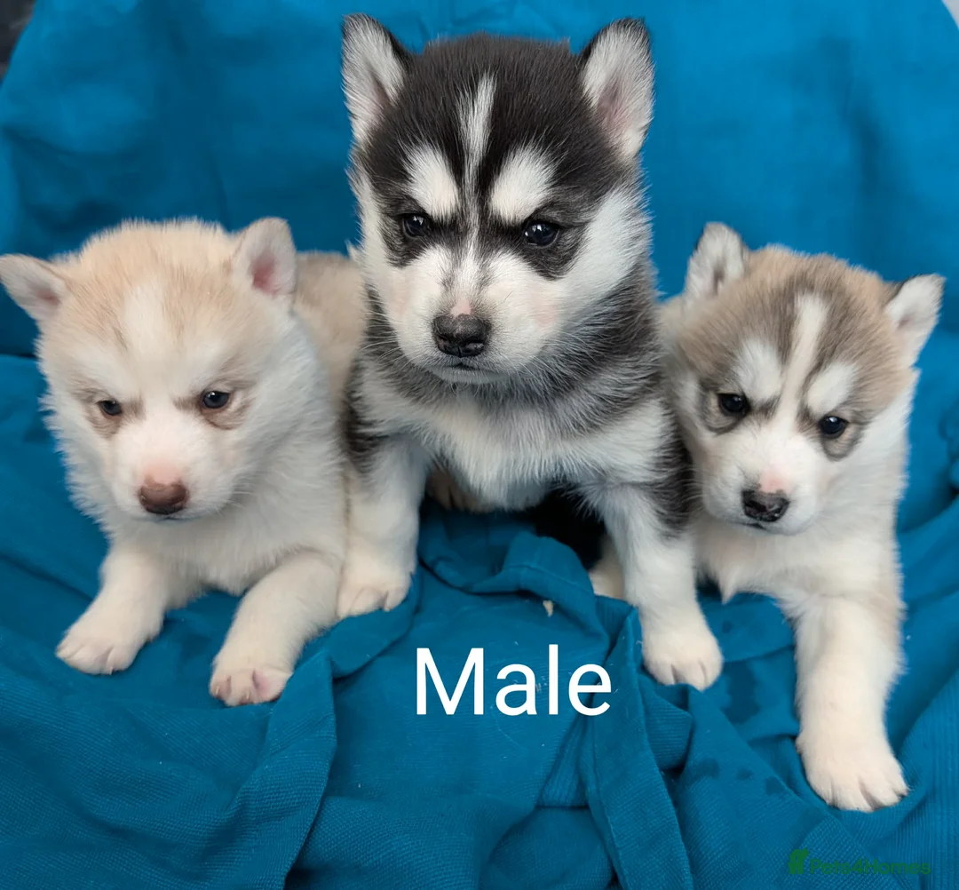 Siberian Husky dogs for sale: 6 beautiful Siberian Huskies  1 available  - Advert 9