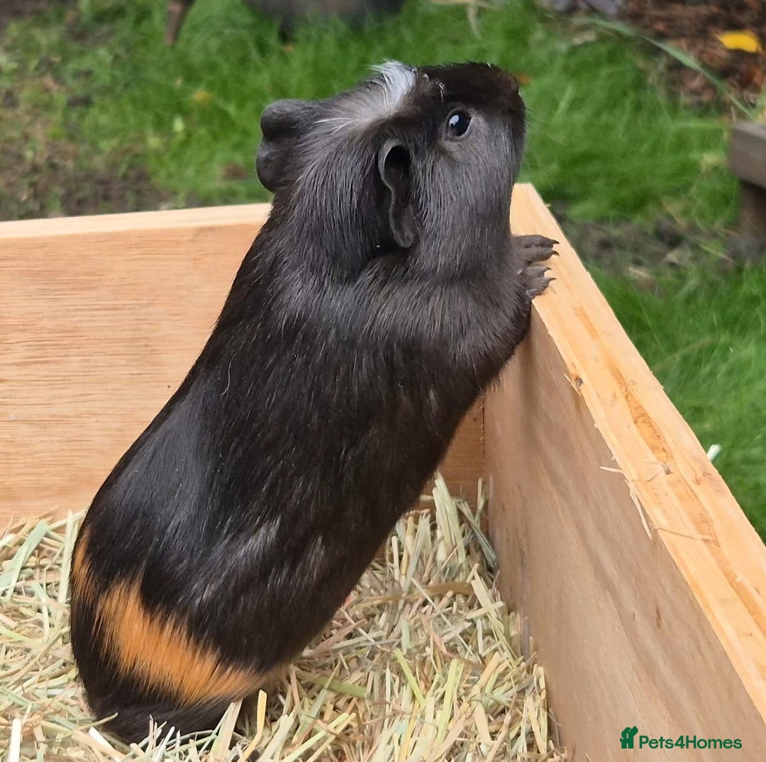 Guinea Pig rodents for sale: Young Guinea Pigs – 3 Litters Ready & Reserve - Image 16