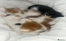 British Shorthair cats for sale: 4 Beautiful babies looking for there forever homes - Image 1