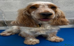 Cocker Spaniel dogs for stud: Gorgeous Orange Roan Show Cocker Spaniel for stud in Cardiff - Image 5
