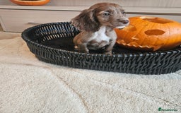 Cocker Spaniel dogs for sale: Working type cocker spaniels. Merle and Roan - Image 11