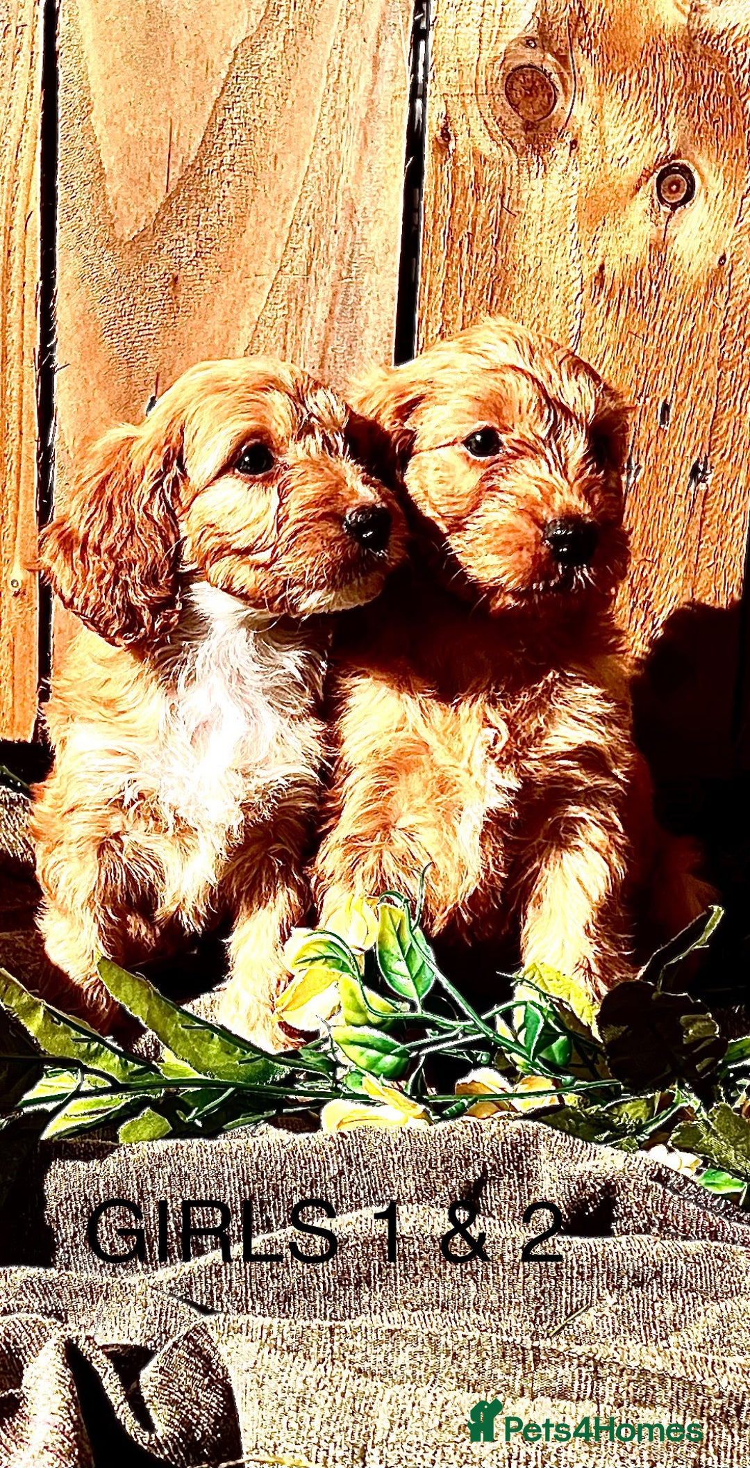 Cockapoo dogs for sale: Quality F1 Cockapoo Puppies  - Image 9