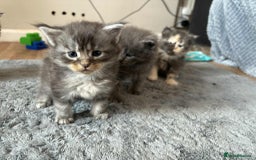 Maine Coon cats for sale: 3/4 maine coon kittens - Image 9