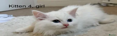 Siberian 4