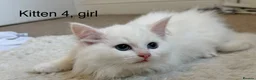 Siberian cats for sale: Beautiful Blue-Eyed Siberian Kittens - Advert 13