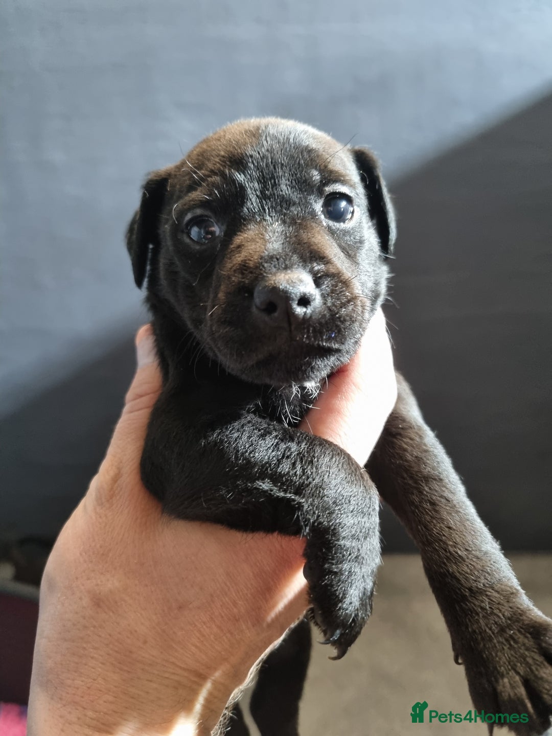 Patterdale Terrier dogs for sale: PATTERDALE PUPS FOR SALE (Nutall lines) - Image 8