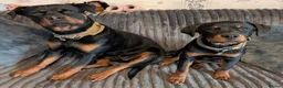 Rottweiler dogs for sale: 6 Month old Female German Rottweiler - Advert 3