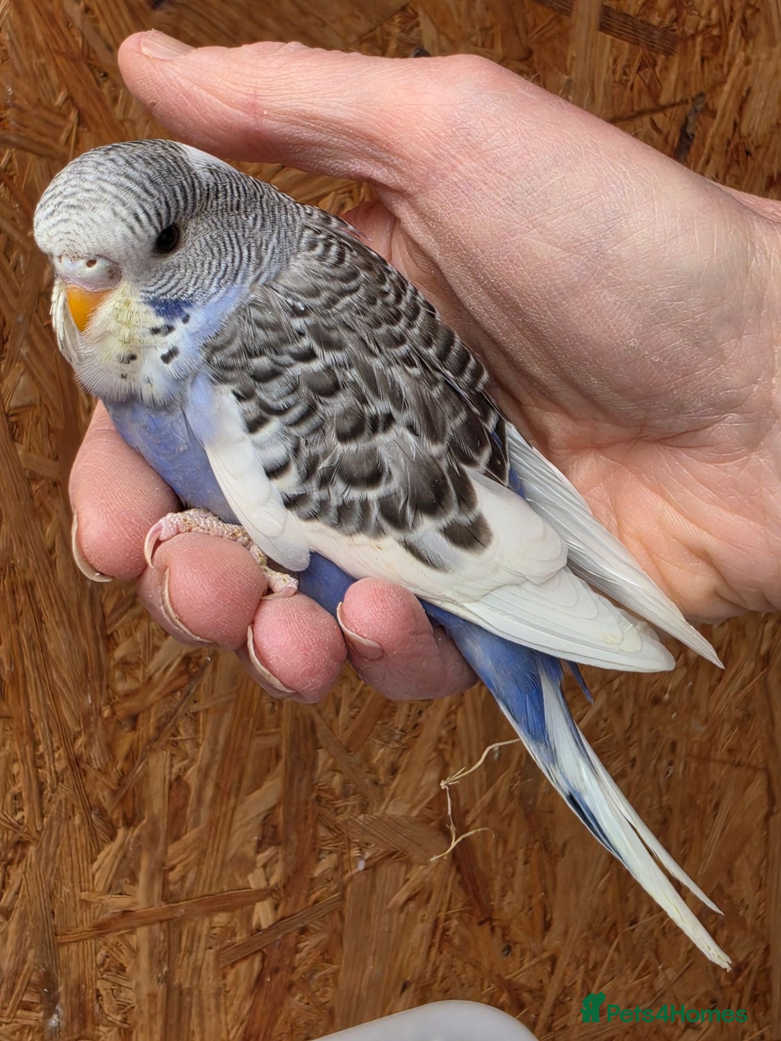 Budgerigars birds Hand tame violet baby budgies for sale  - Advert 2