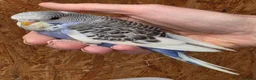 Budgerigars birds for sale: Hand tame violet baby budgies for sale  - Advert 1
