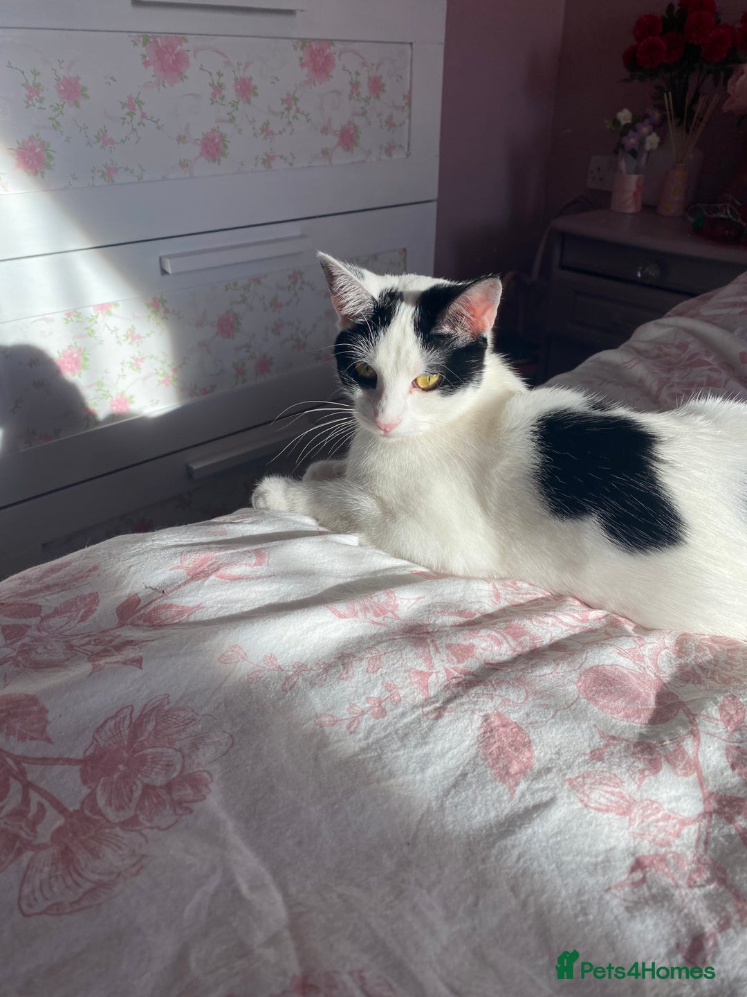 British Shorthair cats for sale: Two adult female cats  - Advert 6