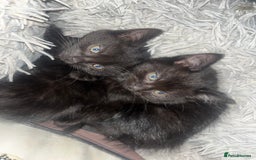 Mixed Breed cats for sale: 2 black girls 9 weeks old - Image 4