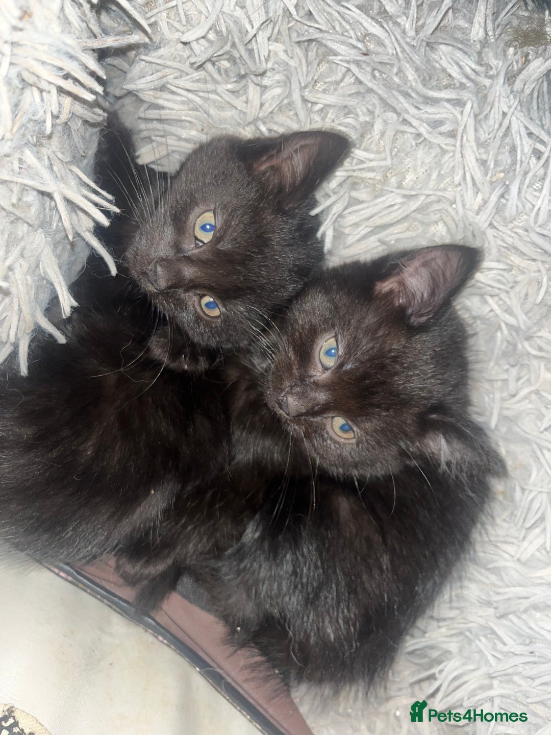Mixed Breed cats for sale: 2 black girls 9 weeks old - Image 4