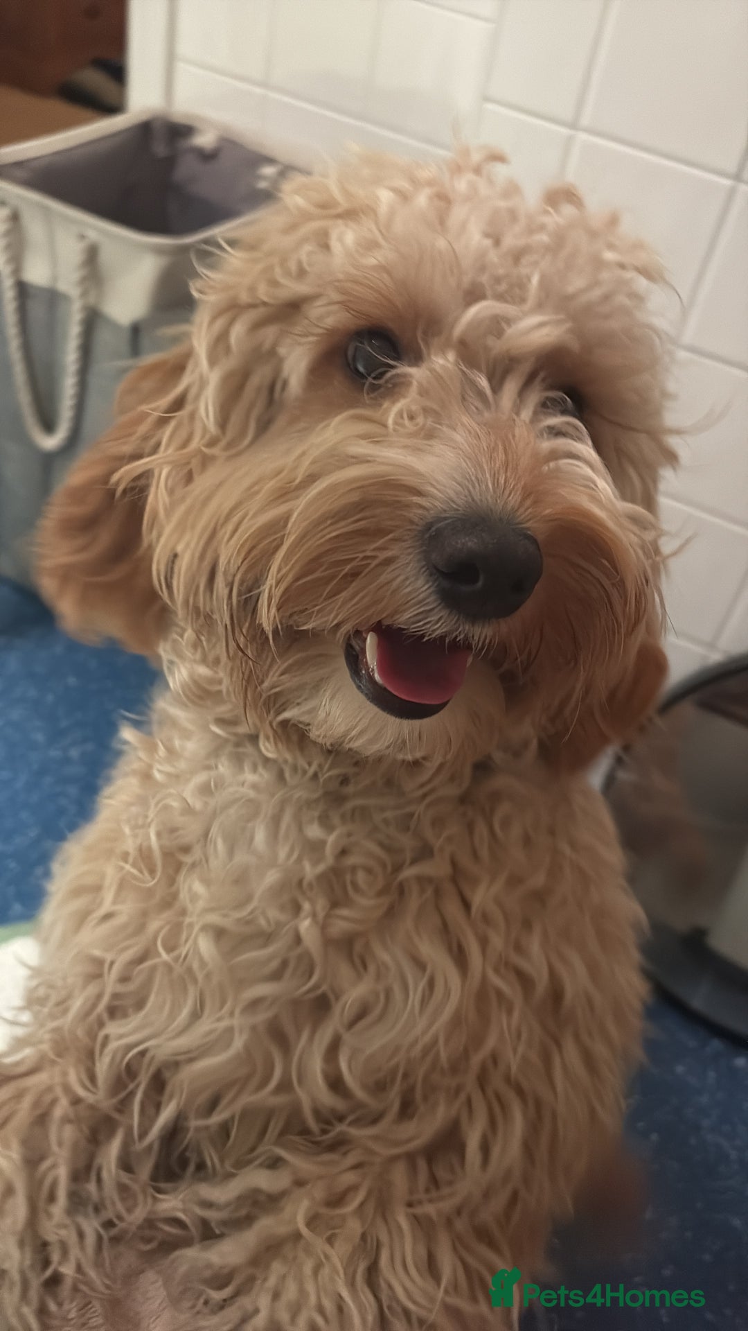Cockapoo dogs for sale: Male cockapoo 9 months old  - Advert 2
