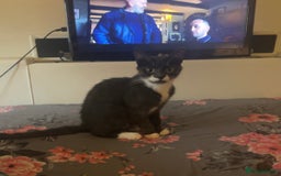 Mixed Breed cats for sale: Minnie  - Image 3