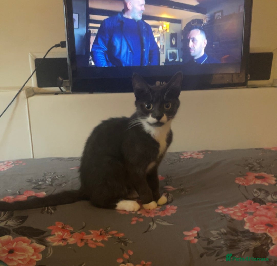 Mixed Breed cats for sale: Minnie  - Image 3