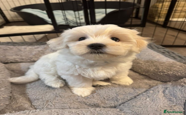 Maltese dogs - Advert 4