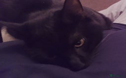 Mixed Breed cats for sale: Looking for new home - Advert 3