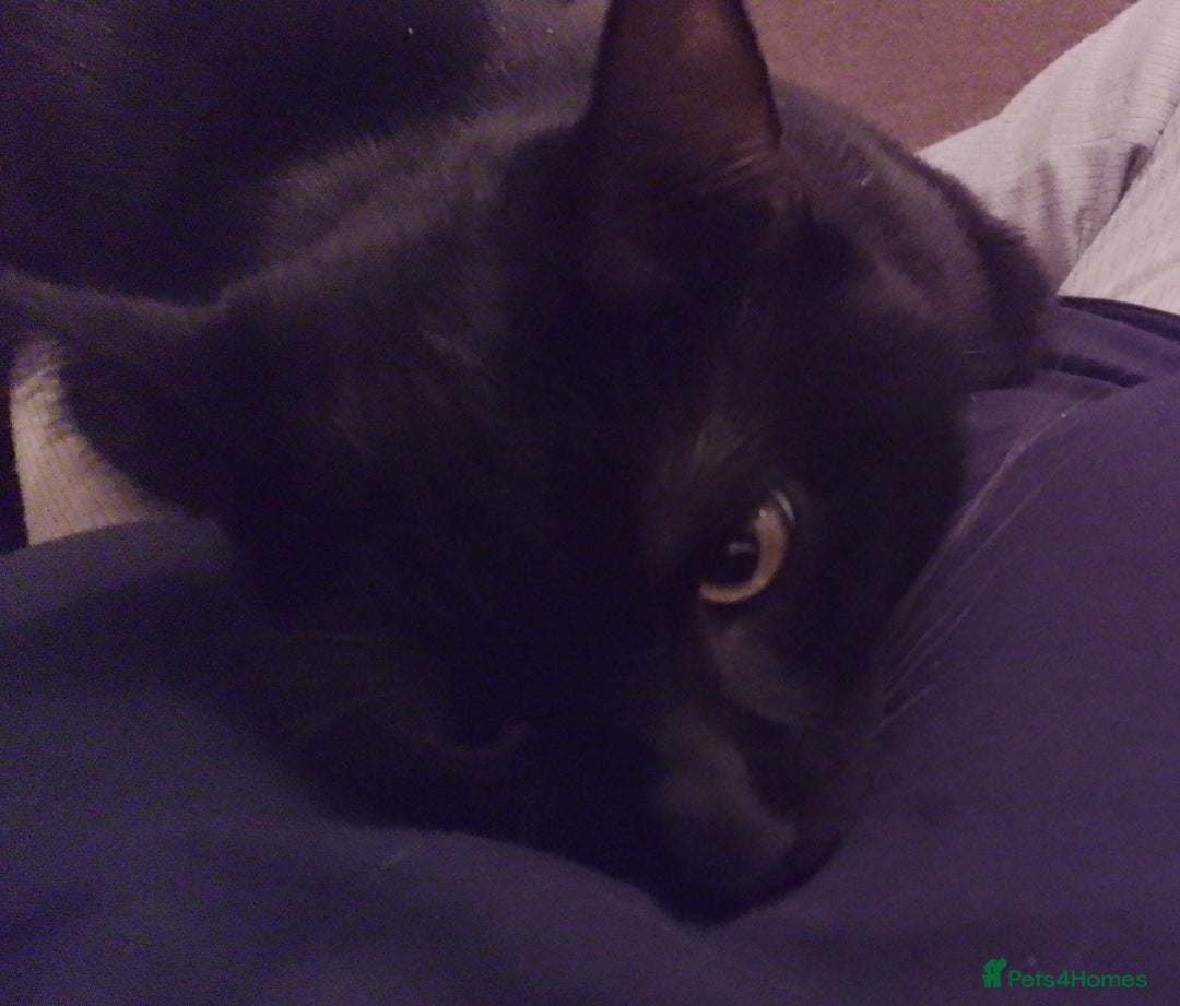 Mixed Breed cats for sale: Looking for new home - Advert 3