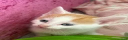Mixed Breed cats for sale: Beautiful kittens  - Advert 25