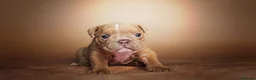 English Bulldog dogs for sale: ENGLISH BULLDOG  - Advert 7