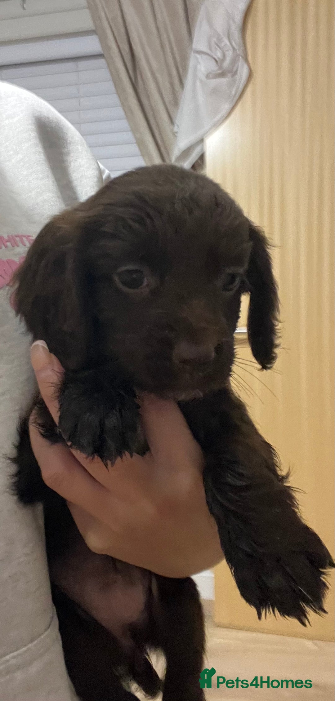 Cocker Spaniel dogs for sale: Cocker spaniel  - Image 12