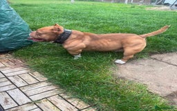 American Bully dogs for sale: Micro Bully puppies for sale!  - Advert 13