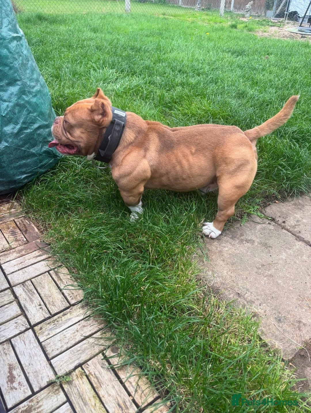 American Bully dogs for sale: Micro Bully puppies for sale!  - Advert 13