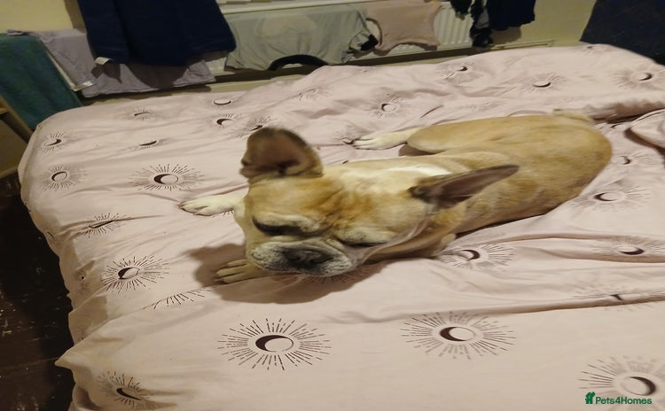 French Bulldog dogs - Advert 3