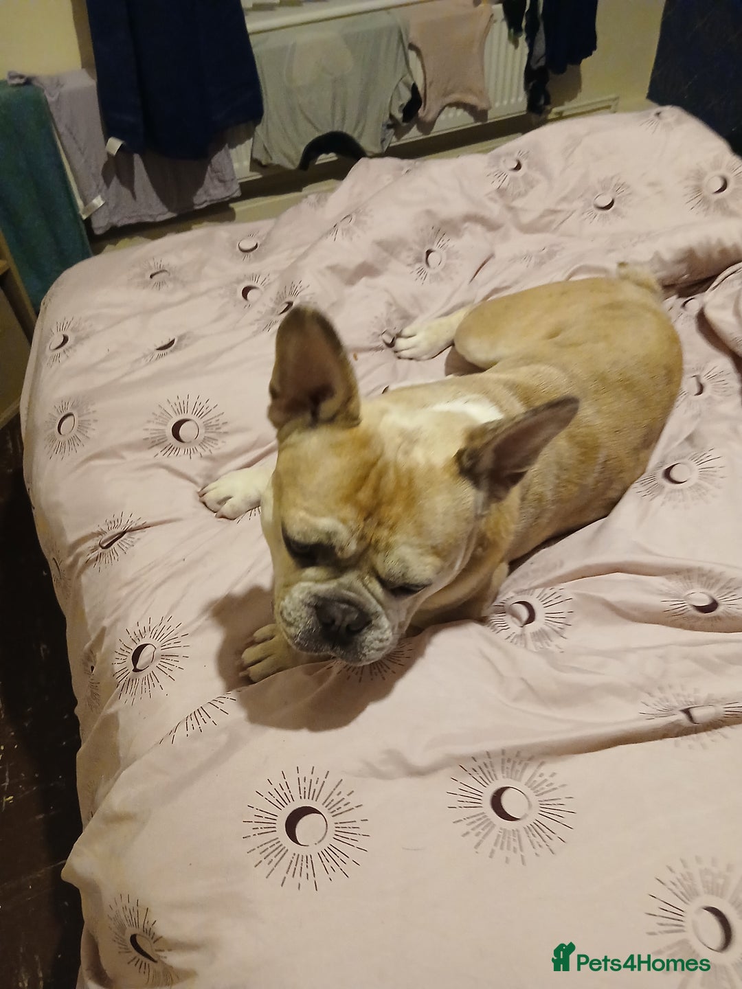 French Bulldog dogs for sale: French bulldog  - Image 1